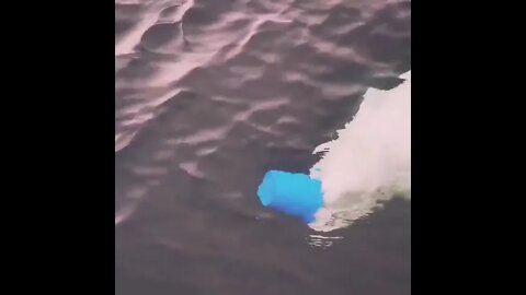 Beluga returning a bucket to a fisherman