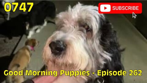 [0747] GOOD MORNING PUPPIES - EPISODE 262 [#dogs #doggos #doggies #puppies #dogdaycare]