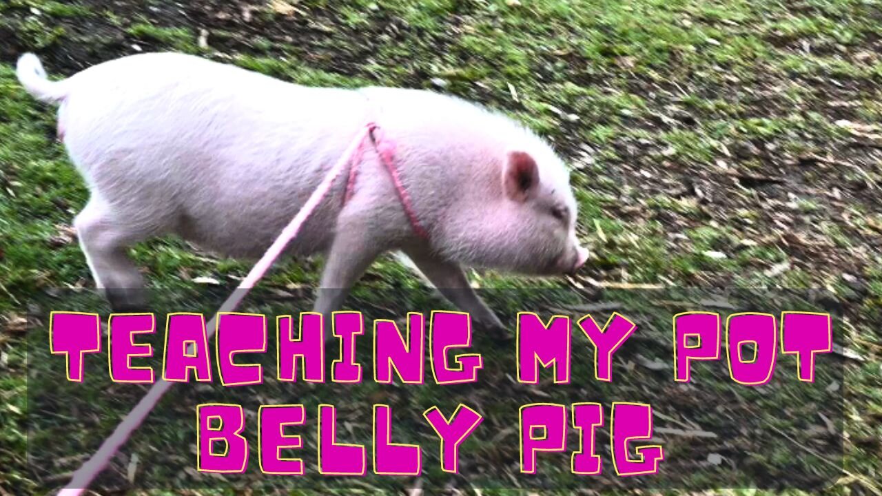 Teaching My Pot Belly Pig To Walk On A Leash AND An Insane Market Place Find!