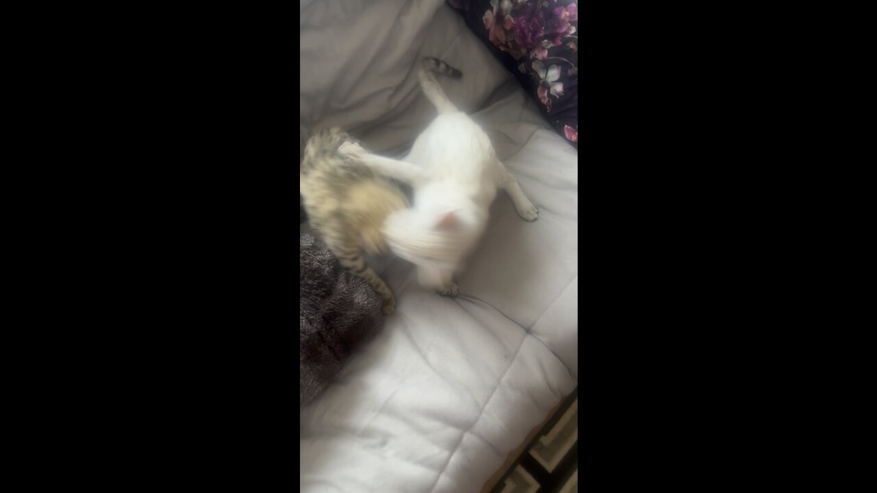 Savannah’s At Play