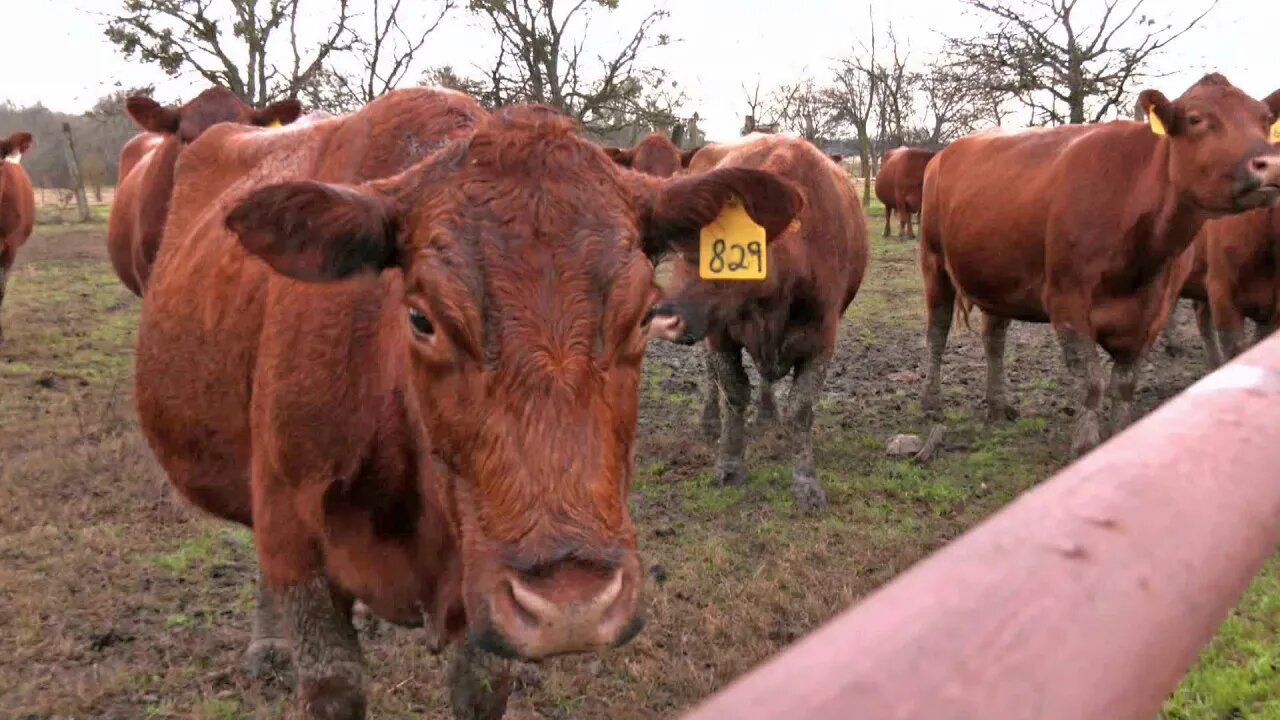 The Red Heifer