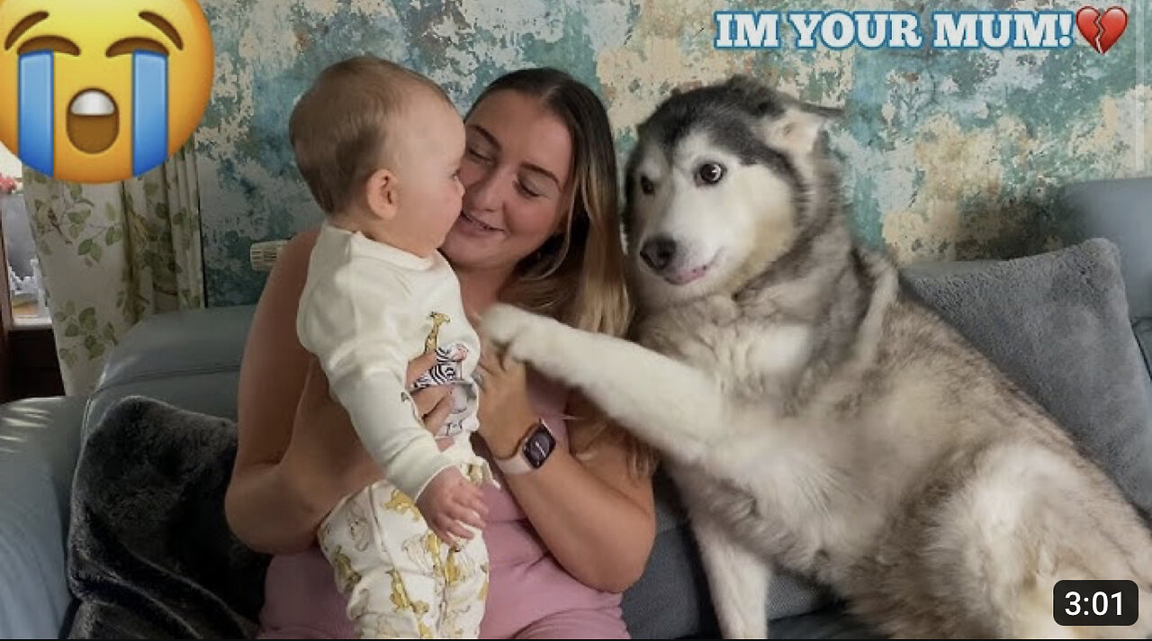 Husky Thinks She’s My Babies Mum!😭.