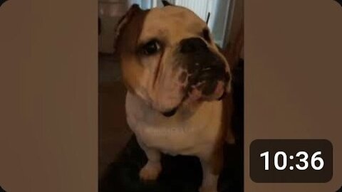Funny dog videos