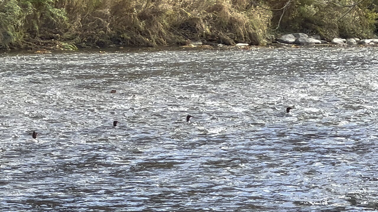 American Mergansers