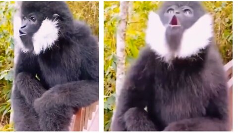 How to Black Monkey Animal Sounds short videos most Beautiful Monkey 🐵