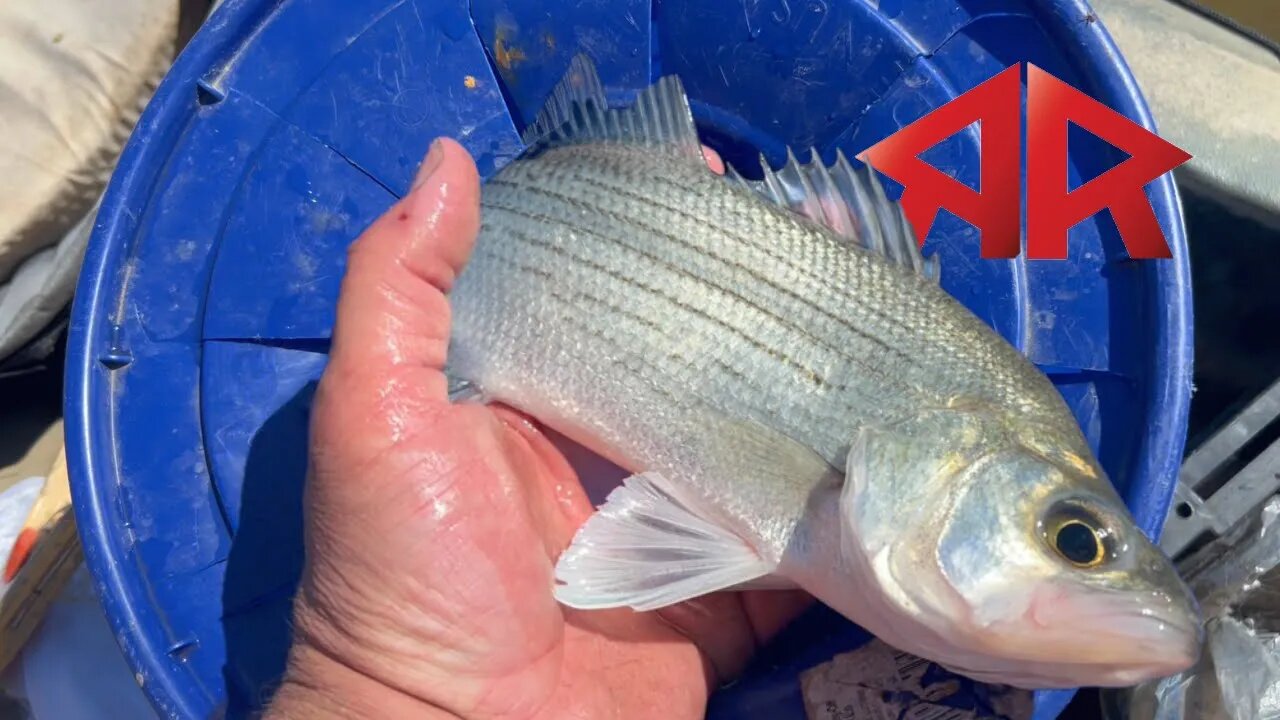 Kayak Fishing for White Bass