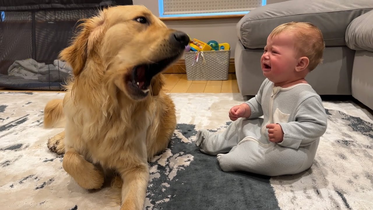 Golden Retriever Pup Makes Baby Cry But Says Sorry ! Cutest Ever