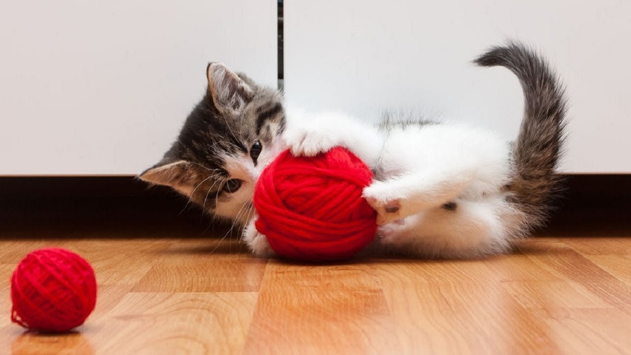 funny and cute cats playing ball