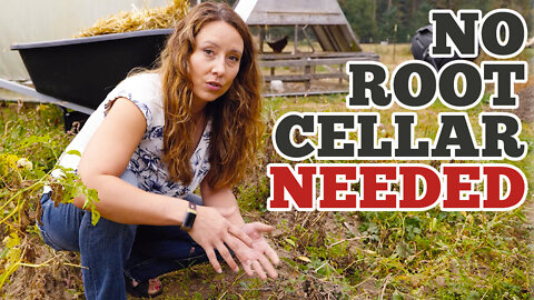 Harvesting potatoes... OR NOT! How to store potatoes in the ground!
