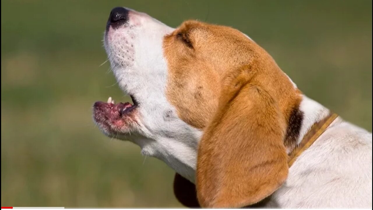 Top 10 dogs barking complication video in 2023