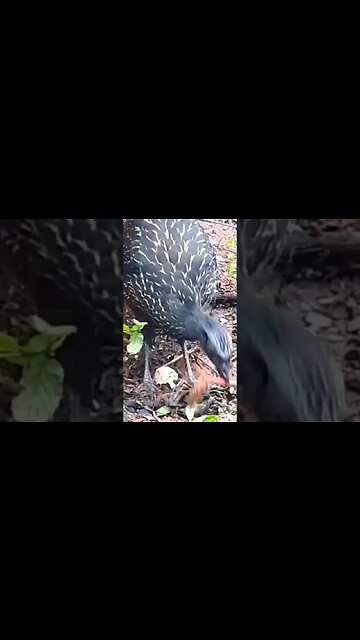 Jacu em busca de comida Jacuaçu diversão entre