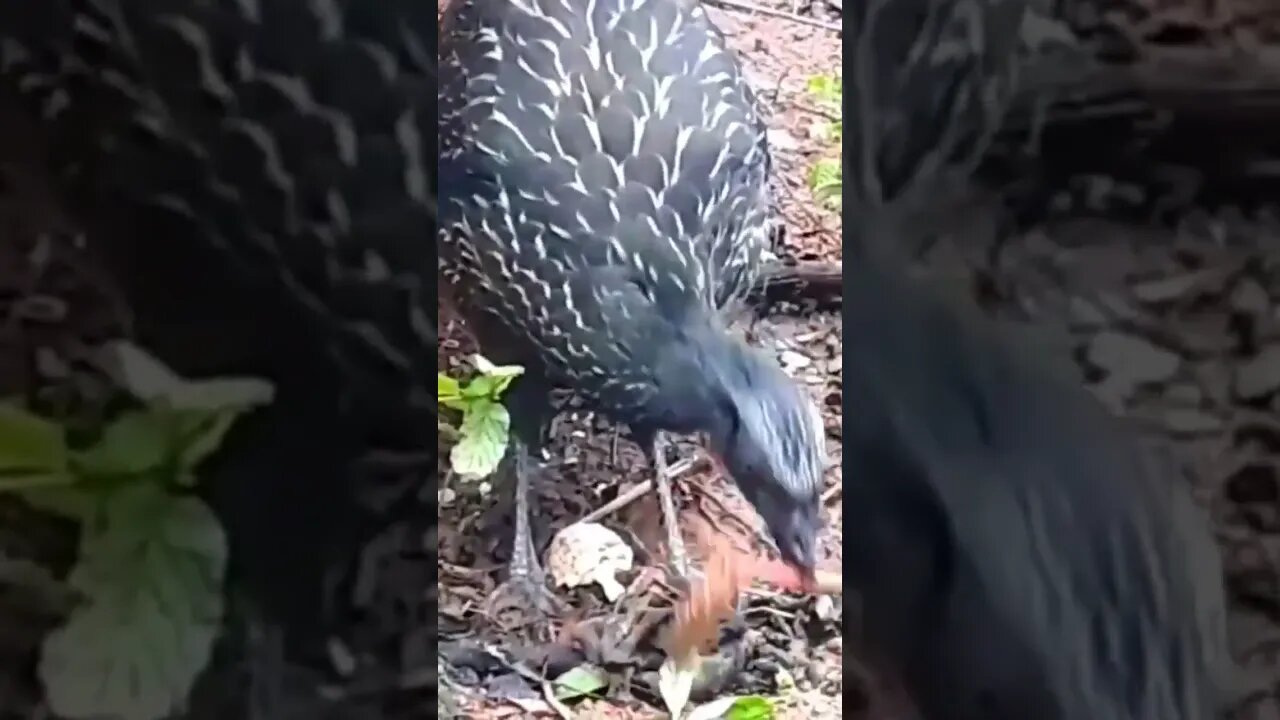 Jacu em busca de comida Jacuaçu diversão entre