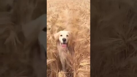 Jurassic Bark..🦖🐾😅