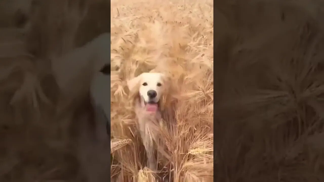 Jurassic Bark..🦖🐾😅