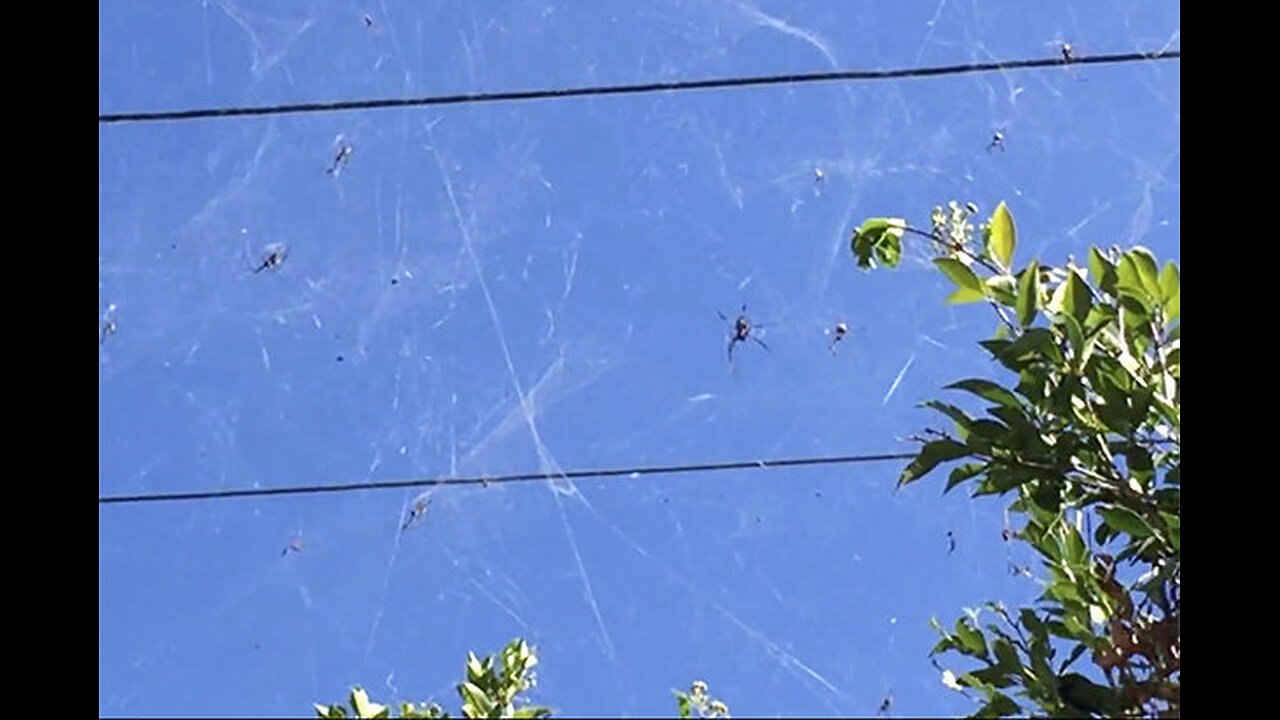 Spiderwebs from the sky after "ring of fire" AGAIN!