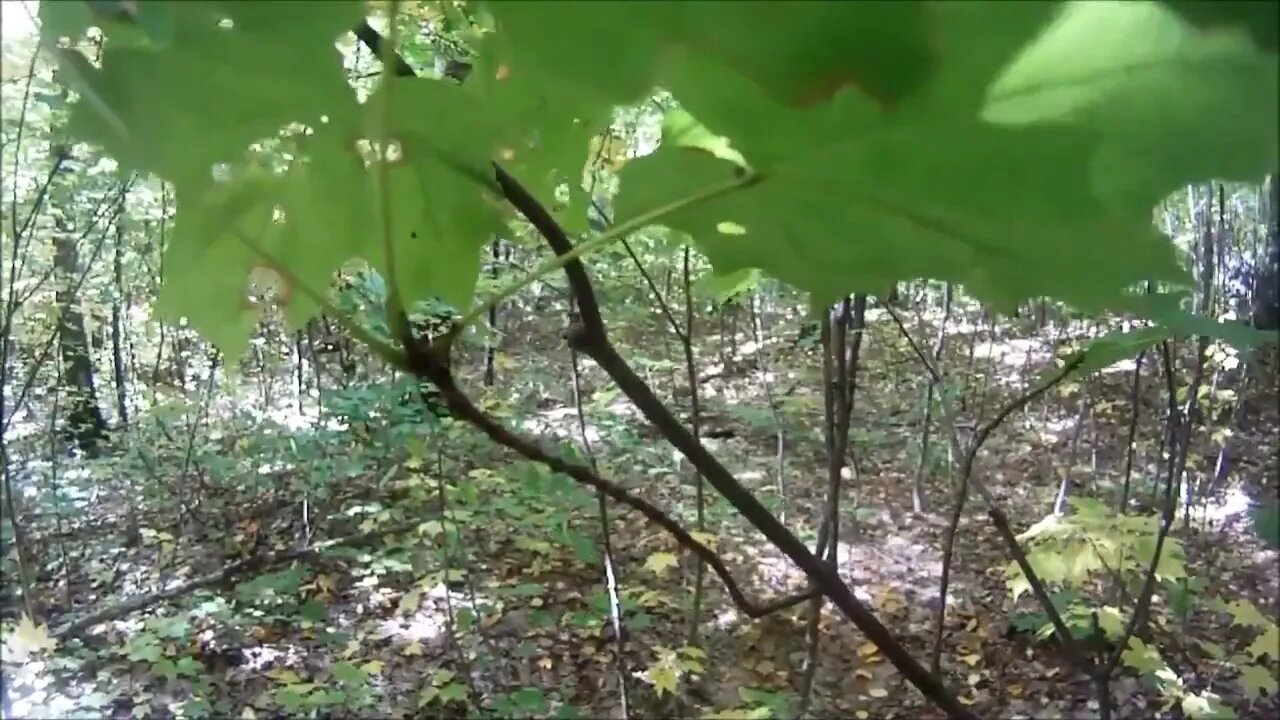 LOST DEEP IN THE WOODS 4 WHEELING