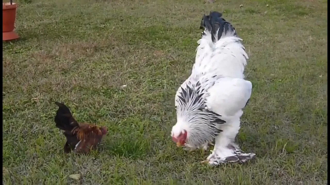 The giant Brahma Chicken