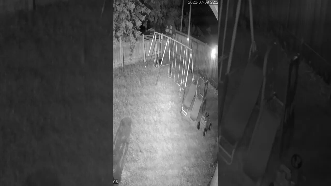 Puppy-Max chasing a bunny security camera footage