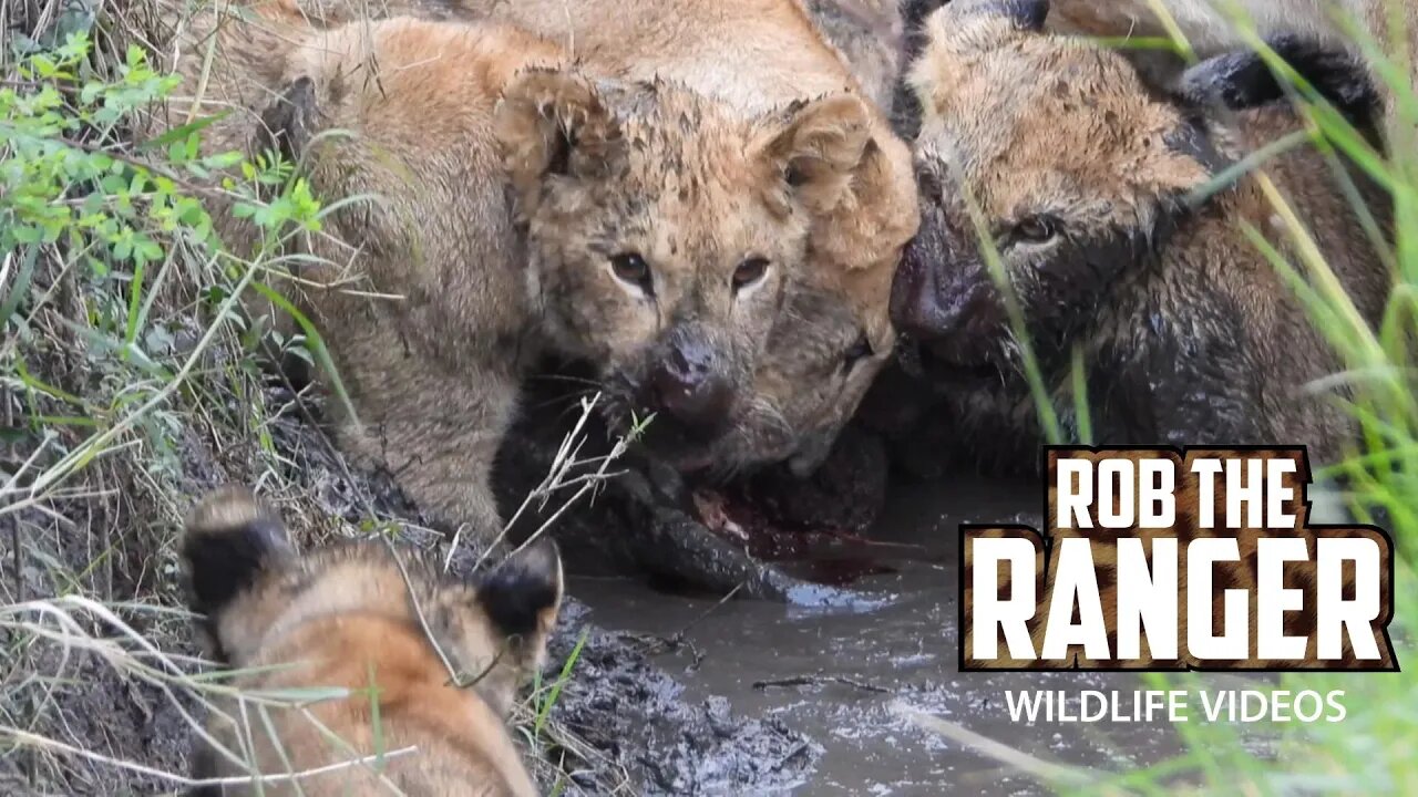 Muddy Zebra Feast For Lions | Maasai Mara Safari | Zebra Plains