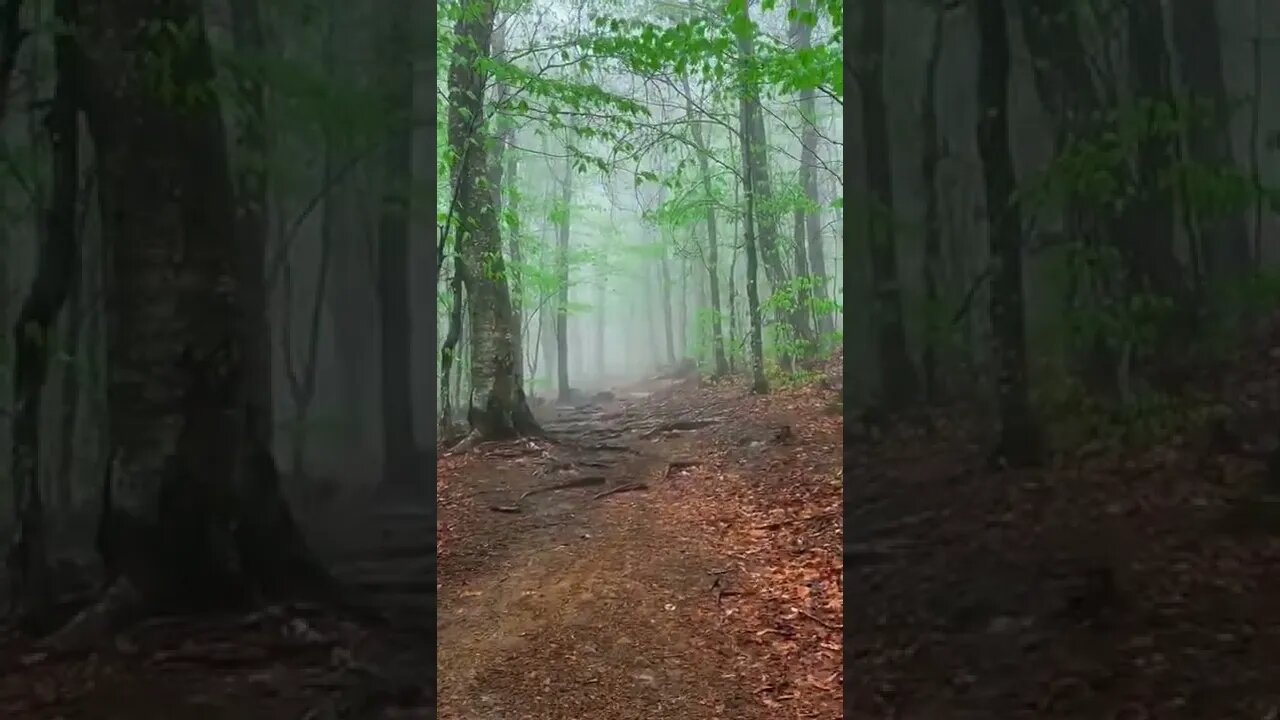 forest#foggy#fog#nature#shorts