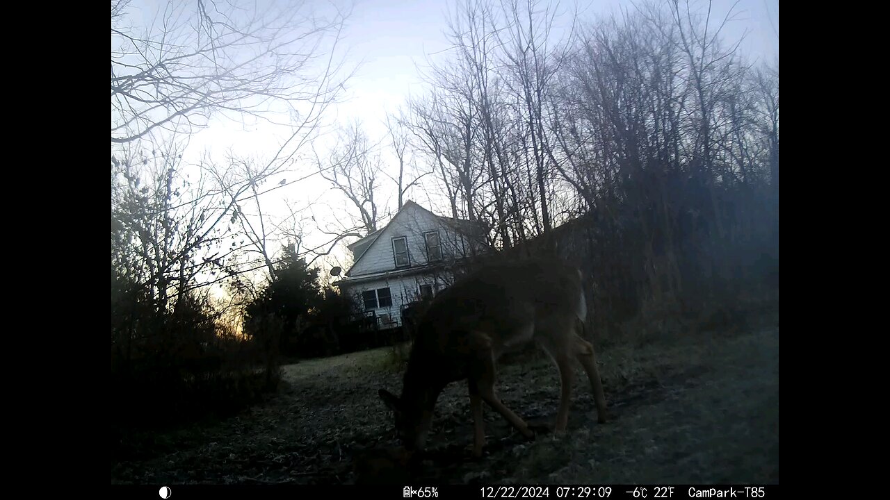 Deer Cam 12-22-2024