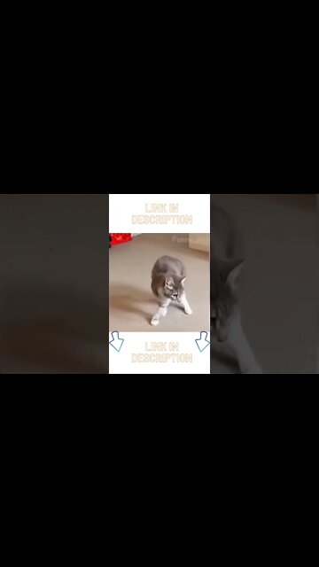 funny animals #Shorts