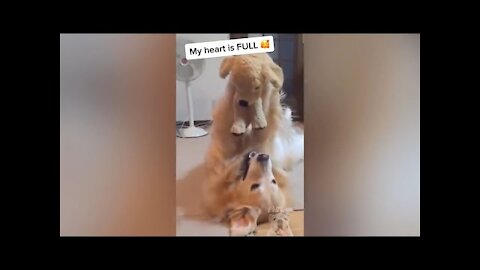 Compilation of cute and funny kittens 2021