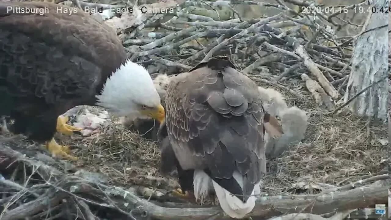 Hays Eagles Dad is stuck eating 2 day nestovers 4.16.20
