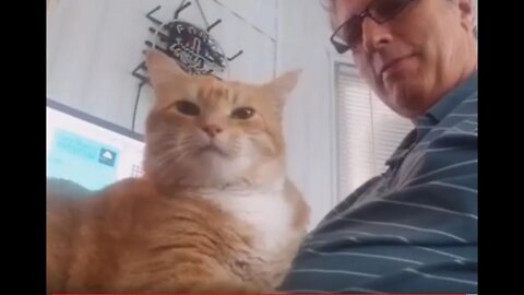 Bad Cat Chris Demanding Attention