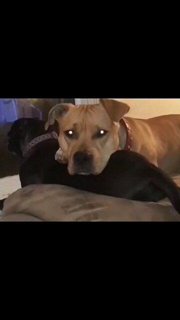 Dog watching family guy