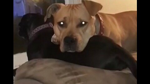 Dog watching family guy