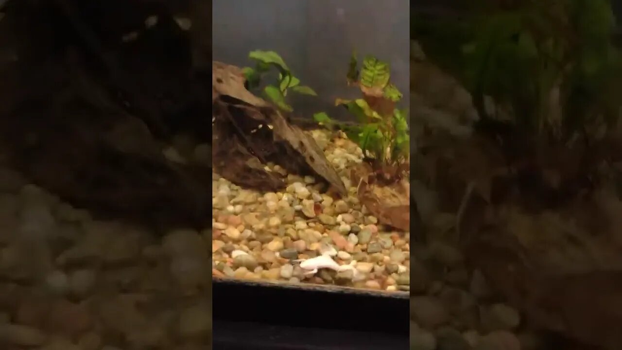 African clawed frogs