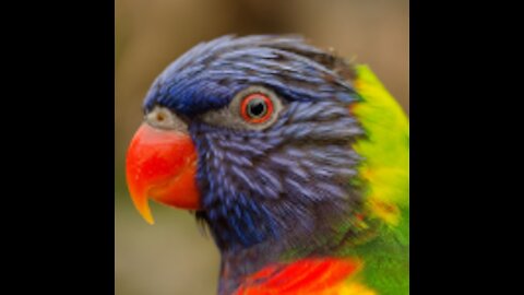 Themost beautiful parrot in the world