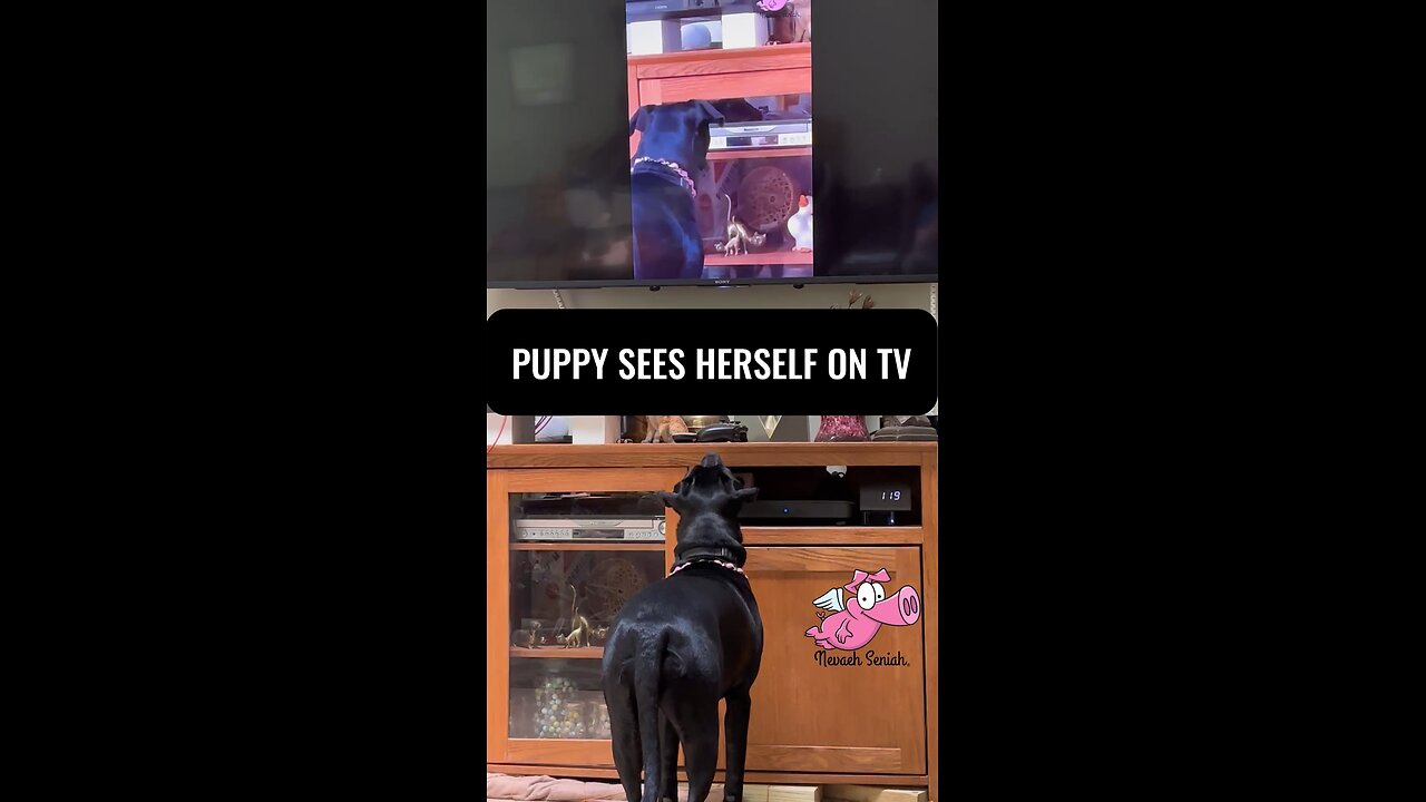 Lyanna Watching Puppy On TV