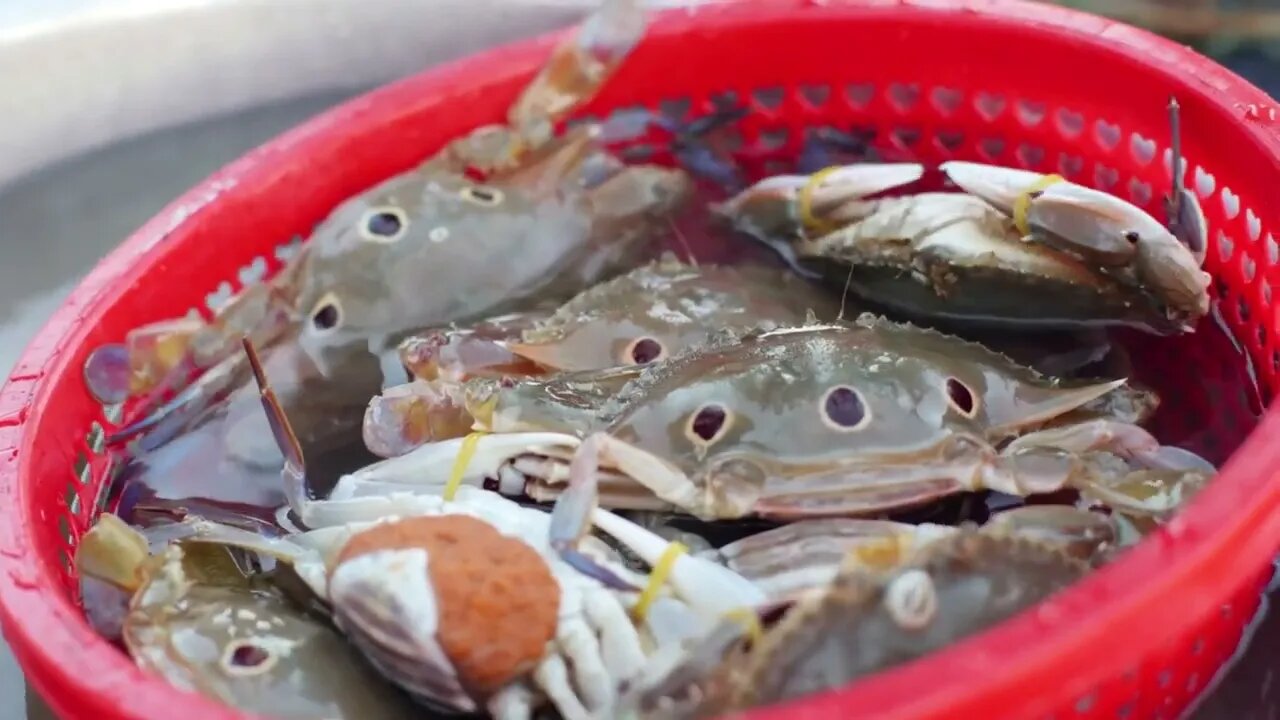 Crab - scenic relaxation film with calming music