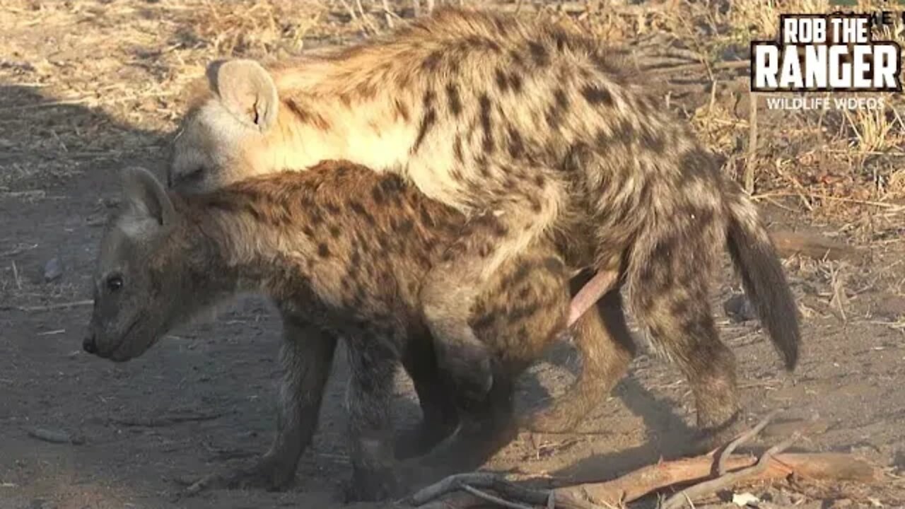 The Other Hyena Den #5 | African Safari Sighting