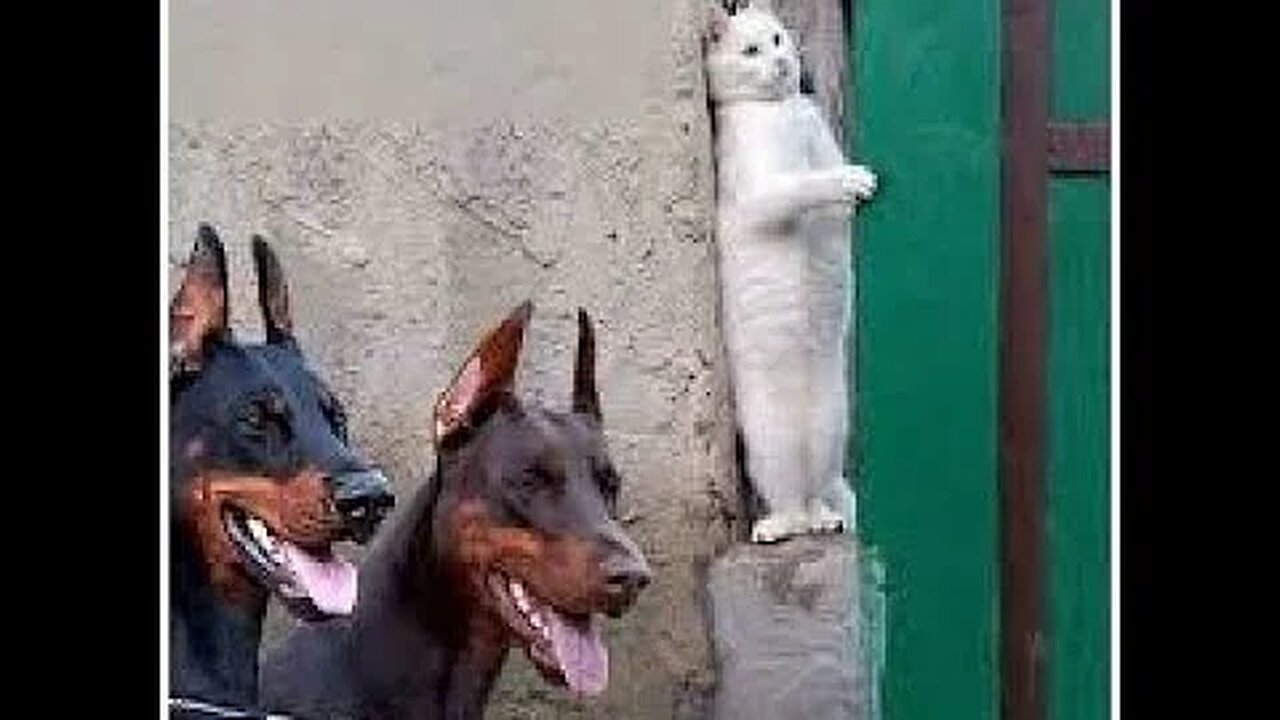 Funniest Cat And Dogs 😂 Funny Animal Videos 2022