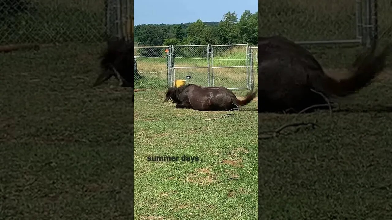 #animals #homesteading #mules
