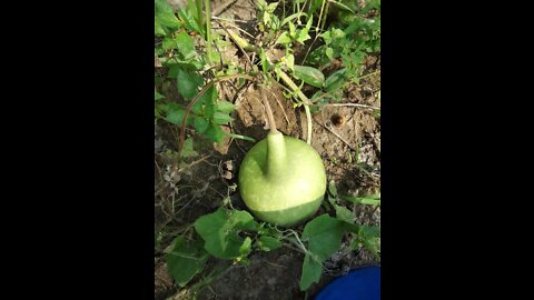 Harvesting Gourds on the homestead! @lazykhomestead