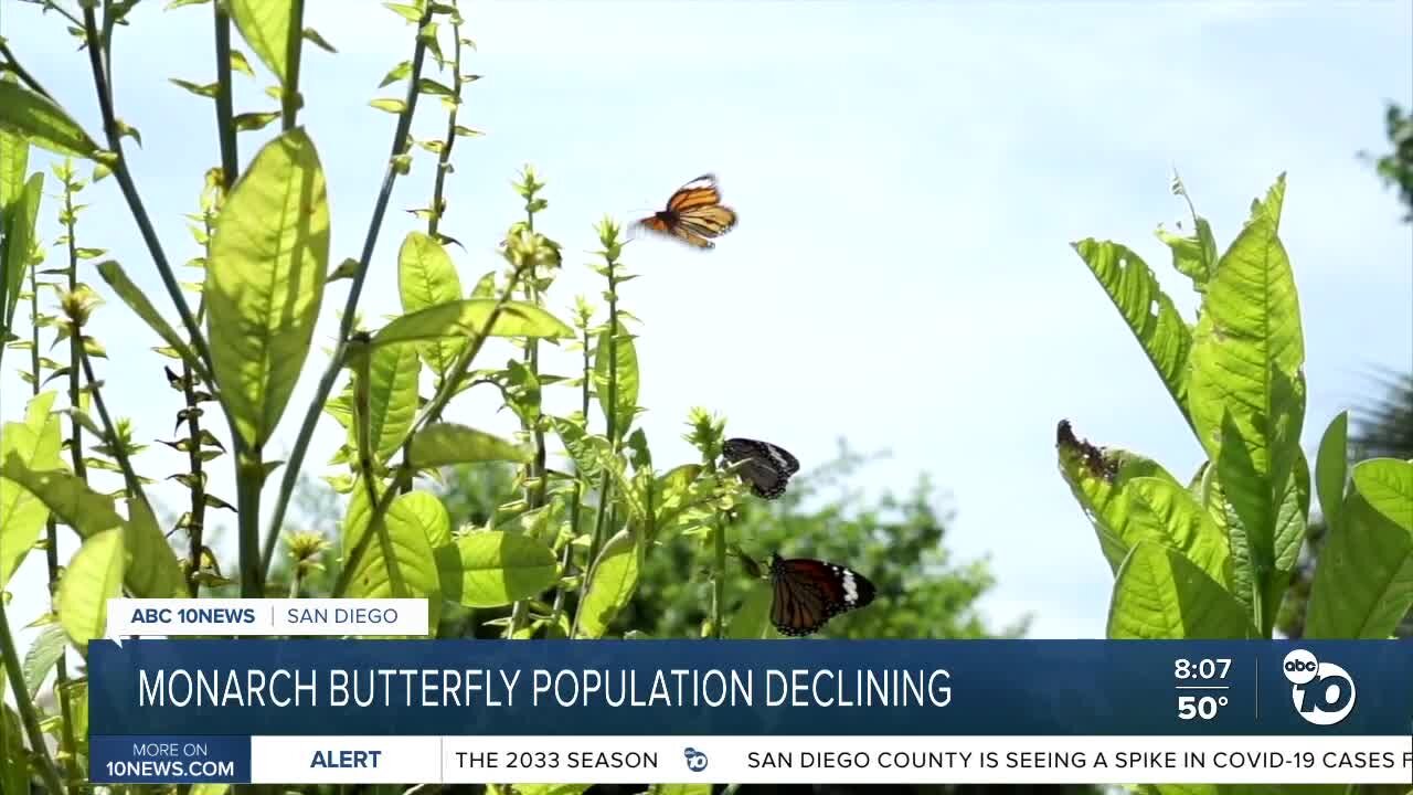 Monarch butterfly population declining