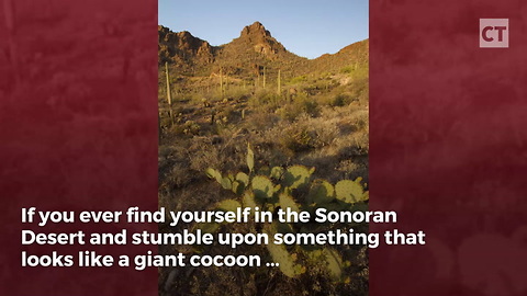 This "Cocoon" Is Not What It Appears