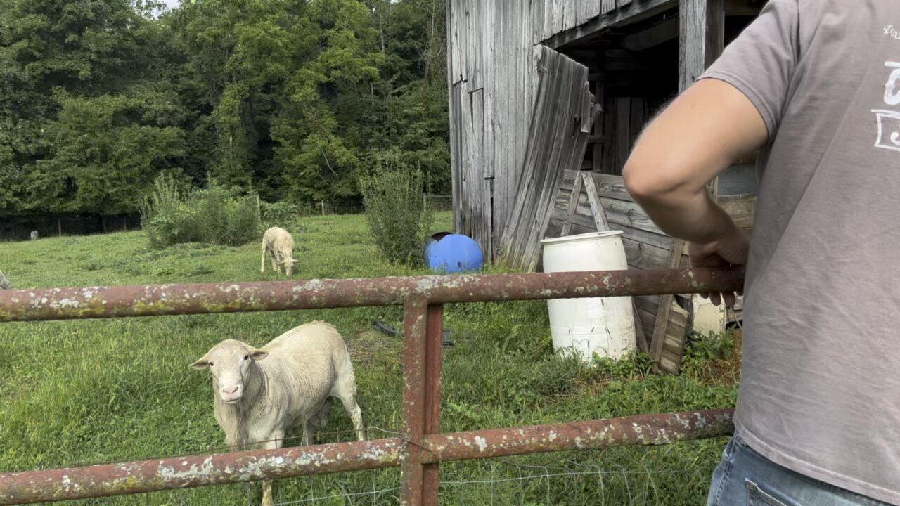 DANGEROUS RAM, Gets Taught 🐏 #ChamberlinFamilyFarms #sheep #farming #homesteading