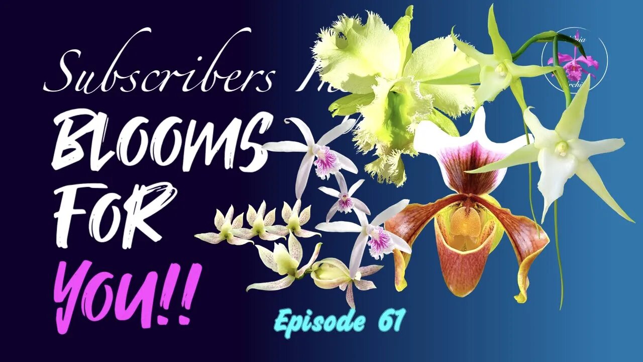 SUBSCRIBERS INSPIRE| You color my life | Blooms for YOU! Episode 61 🌸🌺🌼💐#Orchids #OrchidsinBloom