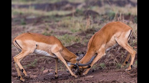 Impala rams fighting Animals