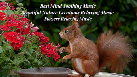 Best Mind Soothing Music | Beautiful Nature Creations Relaxing Music | Flowers Relaxing Music |