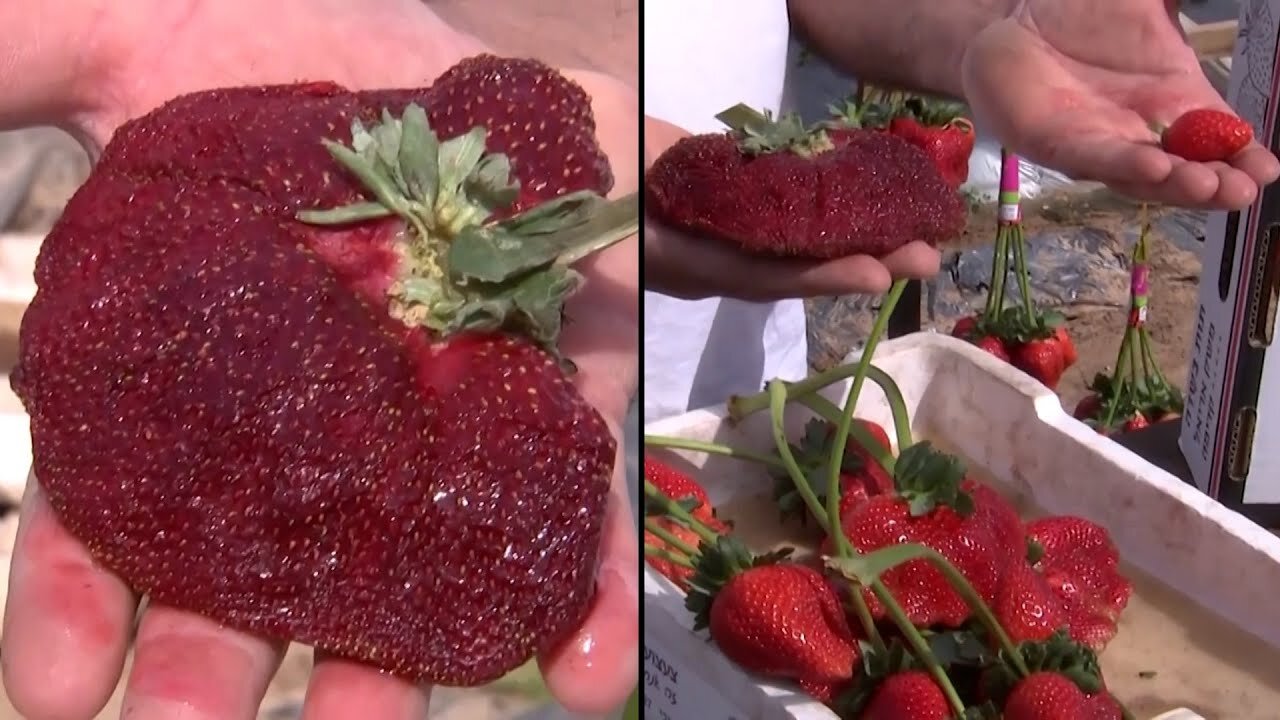 World’s Heaviest Strawberry Weighs More Than Half a Pound