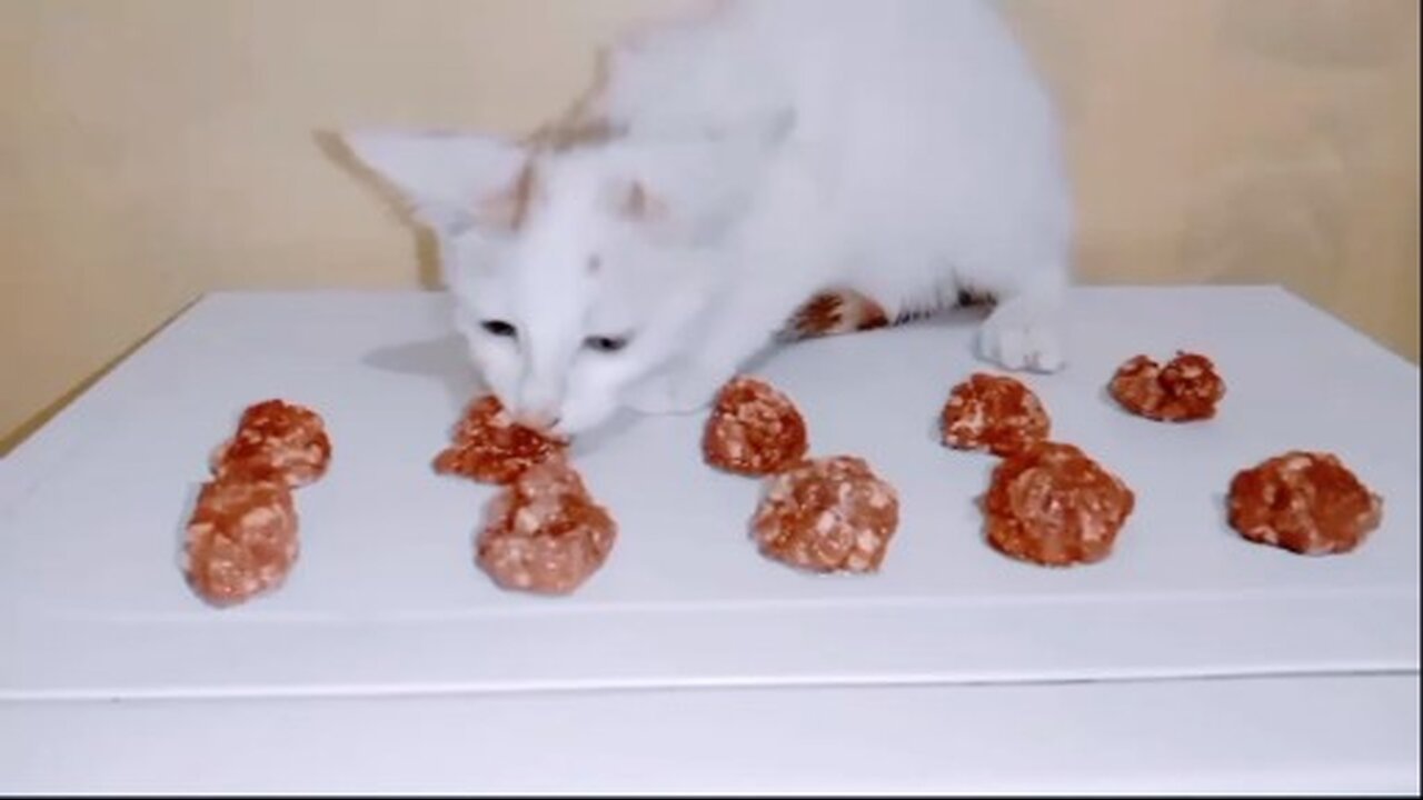 kitten eating raw beef minced meat ASMR