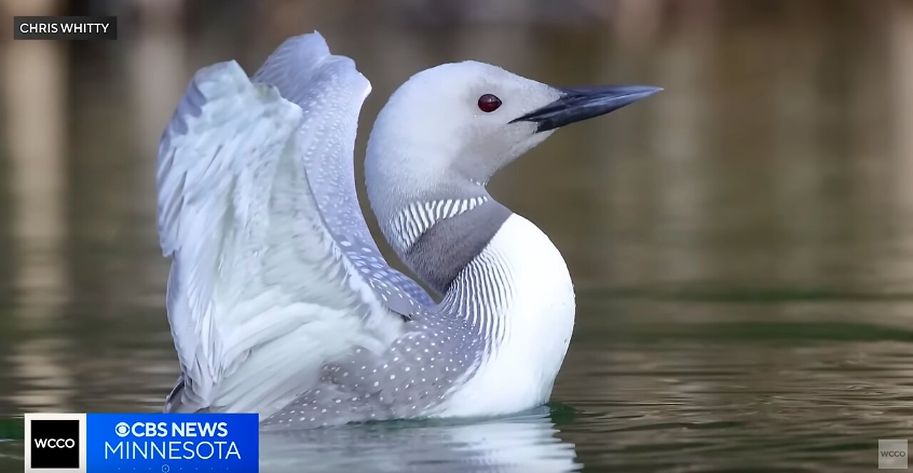 White loon spotted north of Minnesota border in Canada