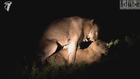 WILDlife: Lions Pairing At Night