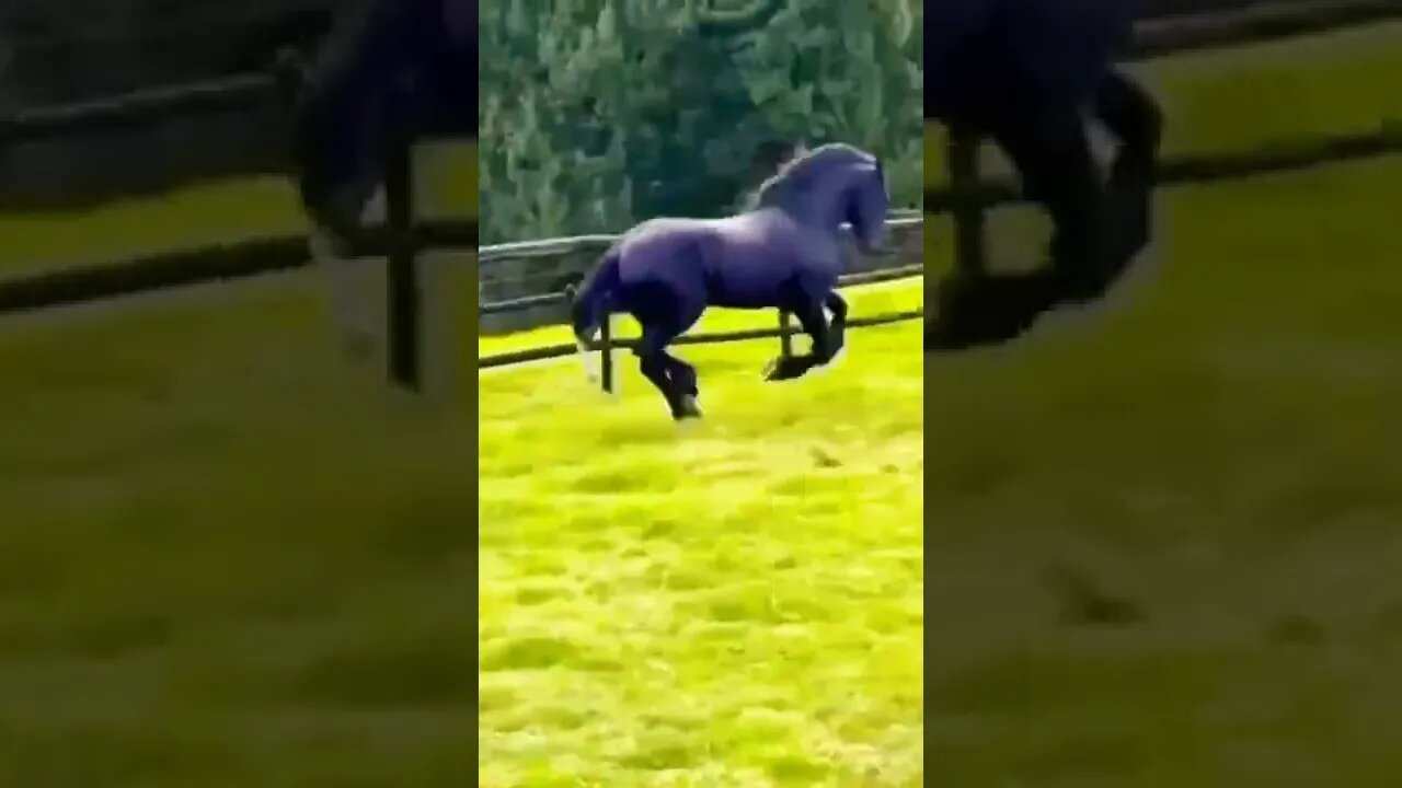 horse